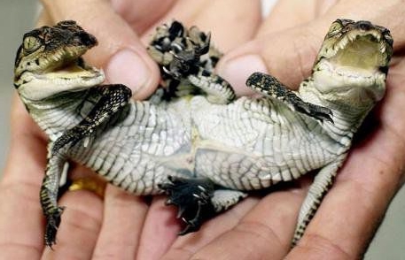 现实中的"双头怪",宛如外星生物!