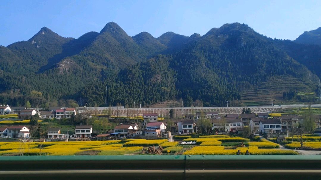 「自驾西藏」京昆高速穿行峡谷间,奔向最美油菜花海,结尾彩蛋