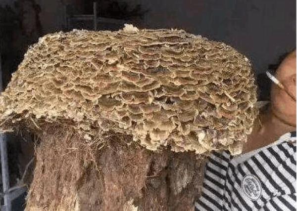 男子捡到超级大蘑菇,高兴的拿回家,专家鉴定后建议男子选择报警