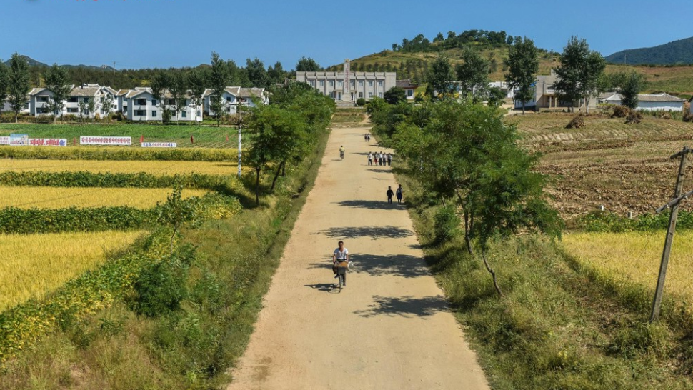 图为朝鲜乡村大道上,路旁的地里都种满了水稻.