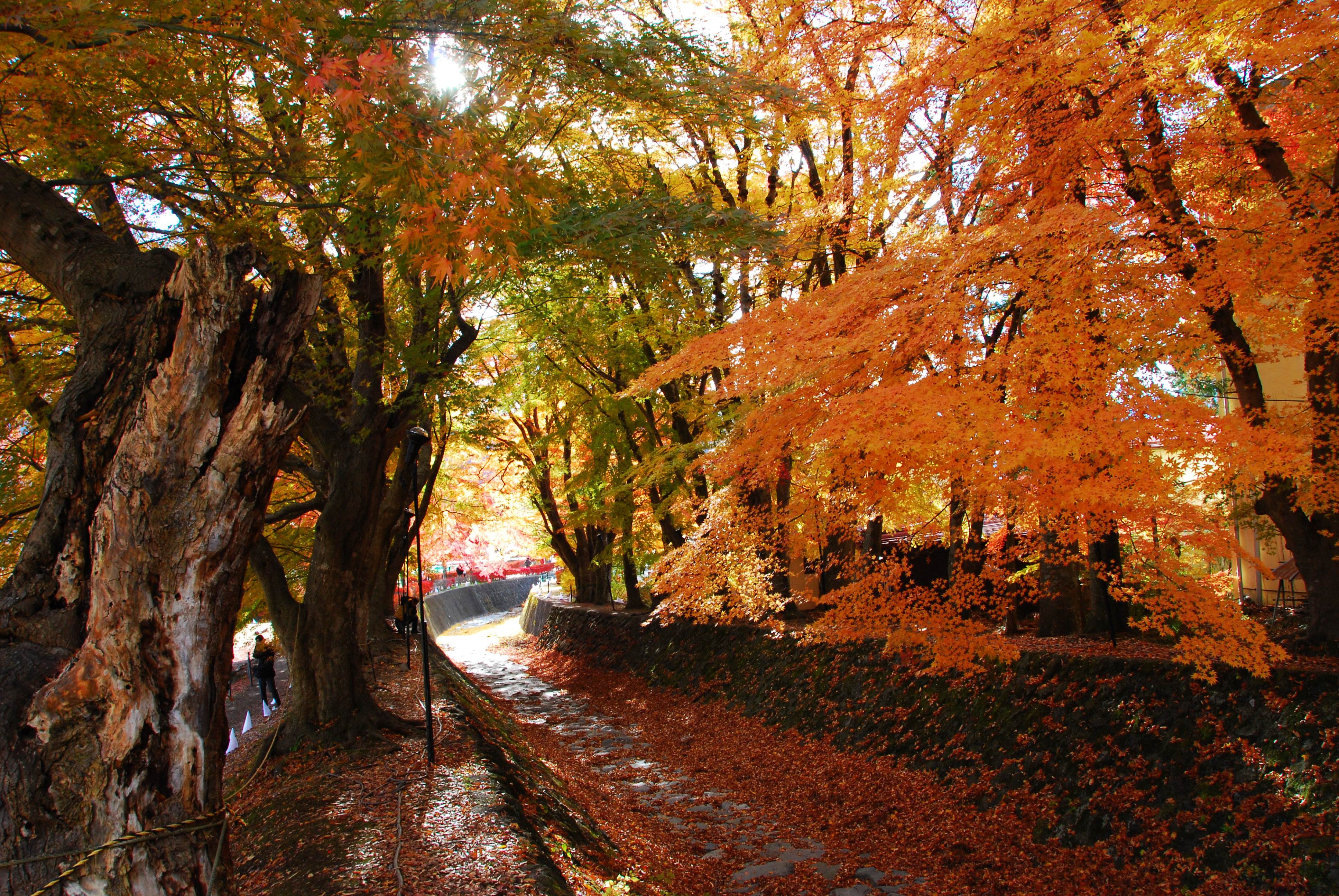 趣味测试:选择你最喜欢的落叶秋景,看看你对初恋的态度是什么?