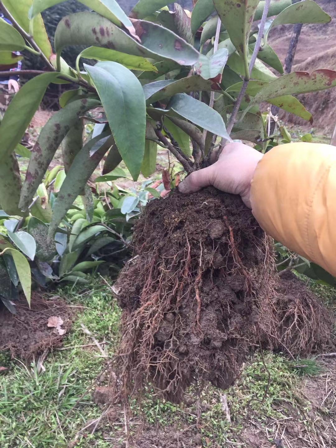 黑老虎苗木批发,种植人教你如何鉴别苗木质量