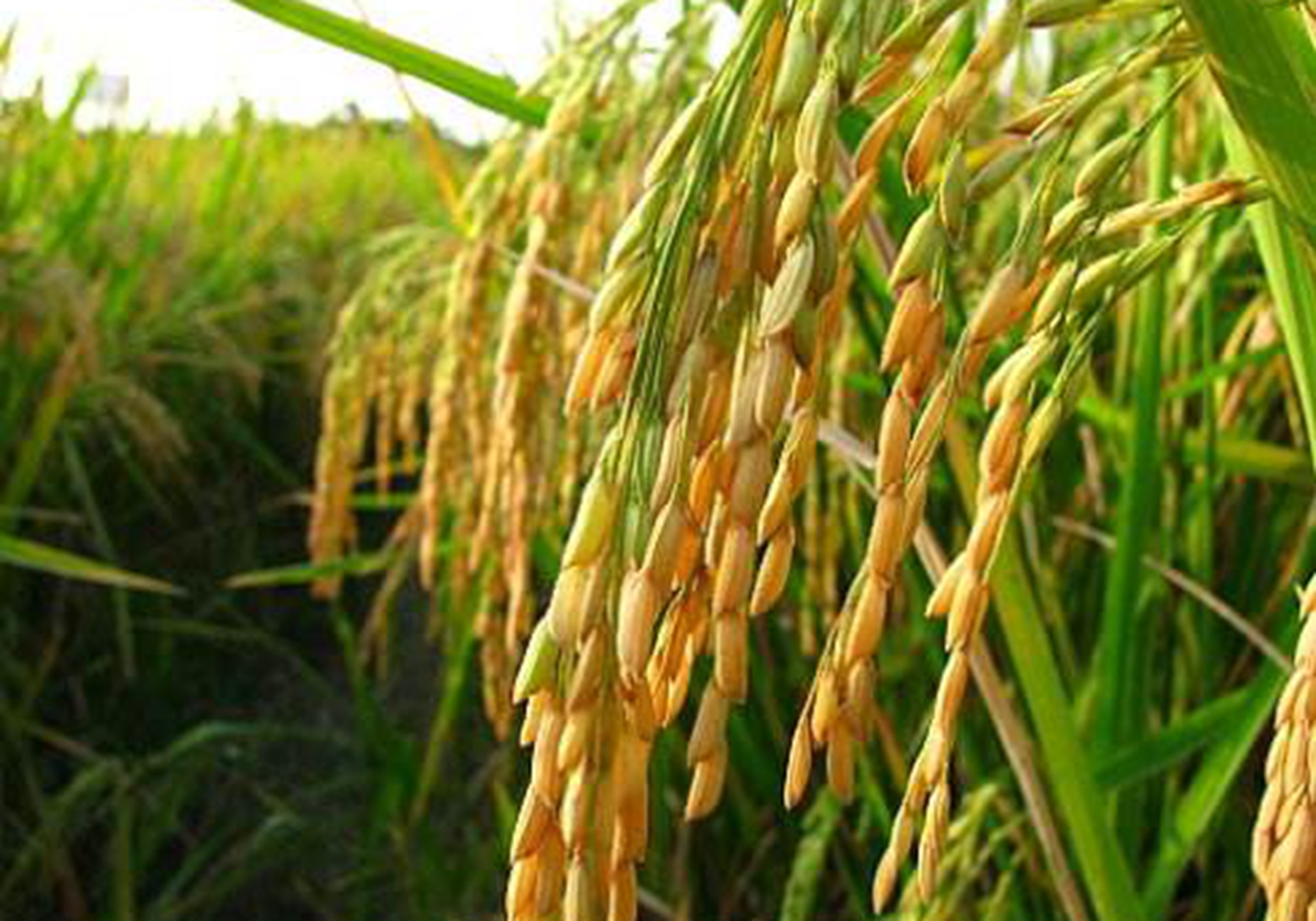 每亩需要60,000至90,000个基础苗,即每平方英尺人工直播水稻10-15株.