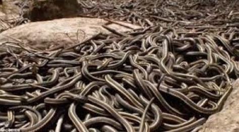 上古酷刑之一虿盆,这个臭名昭著的毒妇是它的发明者