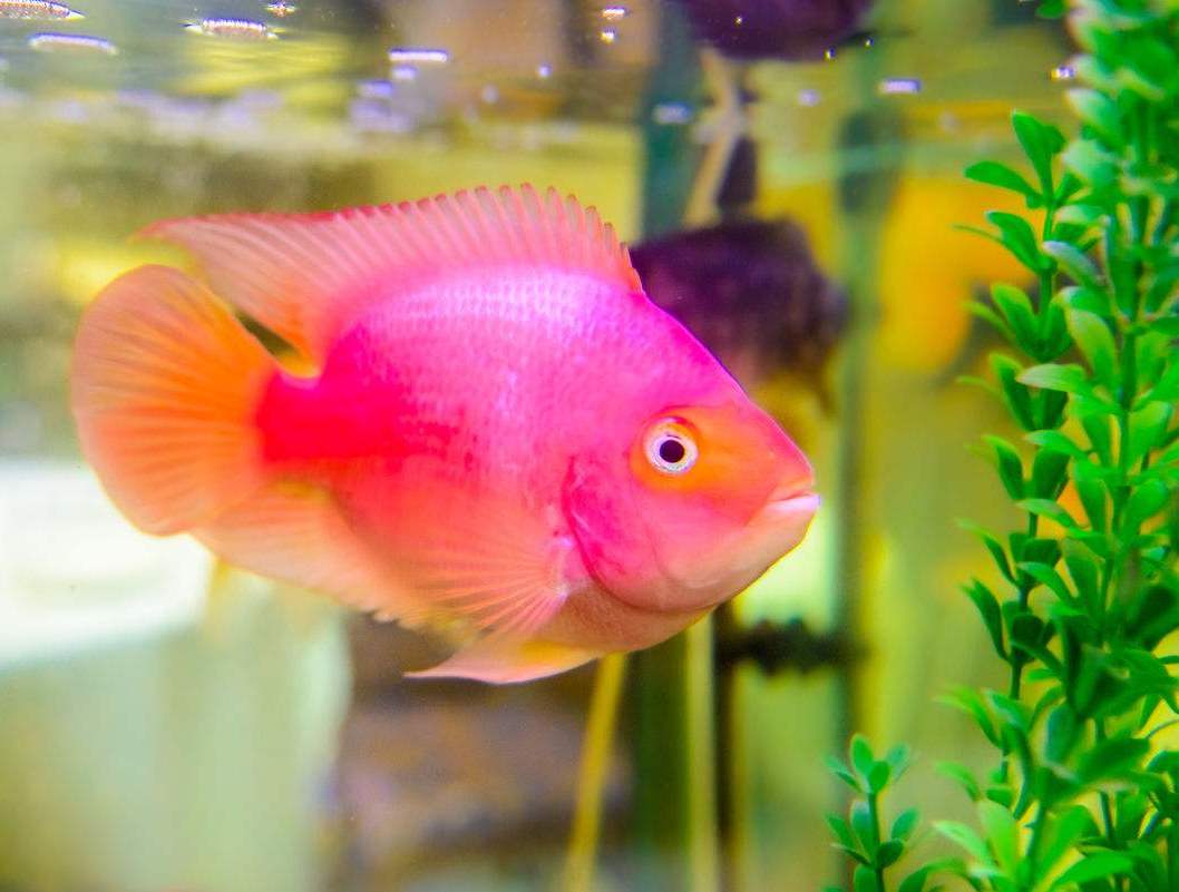 鹦鹉鱼体表出现黑斑,也许有些成因,会让你大感意外!