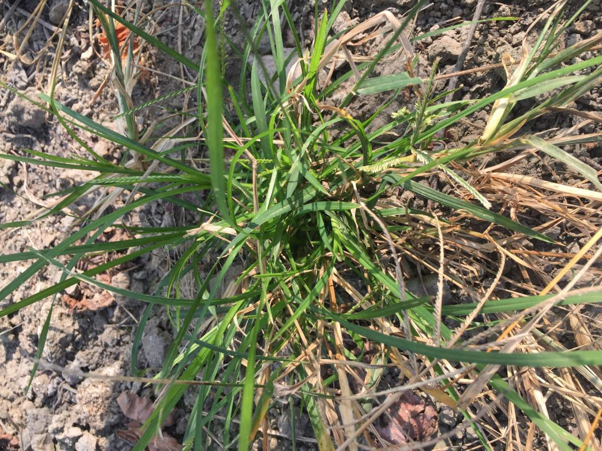 这种荒地野草能泡澡,力大如牛者都拔不动,村里人笑称大屁股草