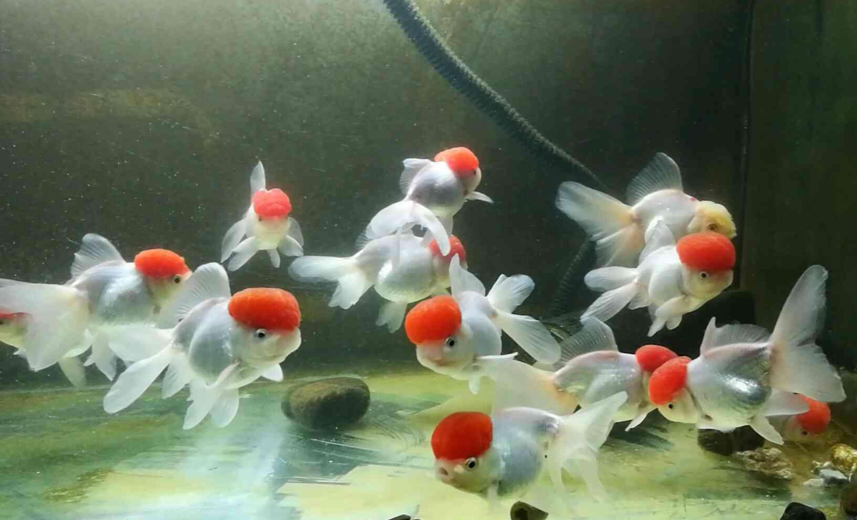 文种金鱼品种介绍,教你学会区分与辨别