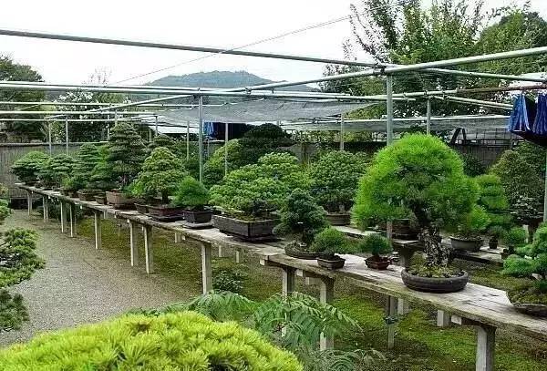 一对日本老年夫妻的盆景园叫"福建"