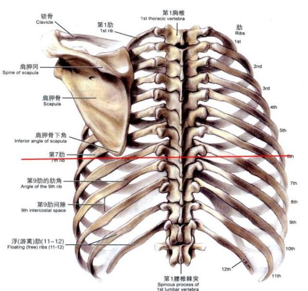 第二肋间隙的位置图解图片