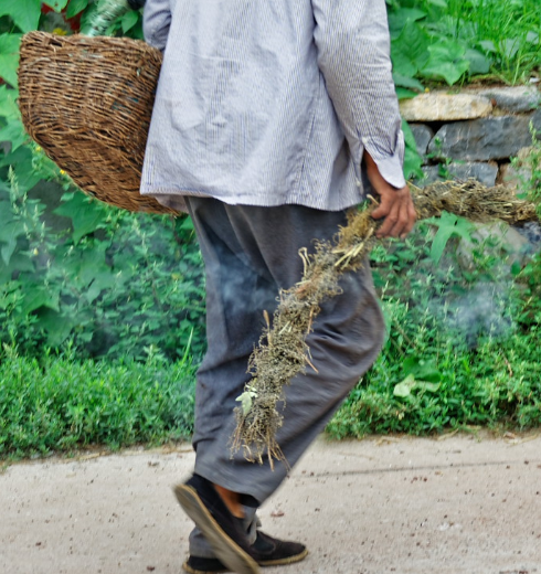 农村老伯到山间地里干农活咋还自带"火种"?