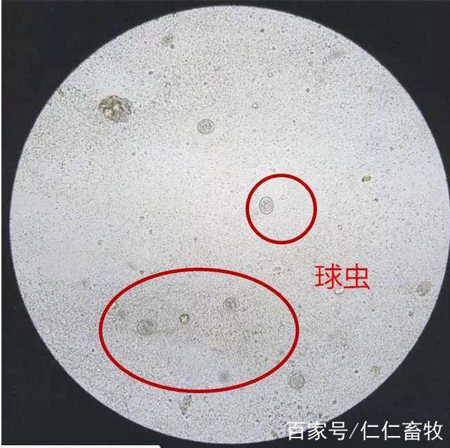 你已做好春季兔球蟲防治措施?來對比一下