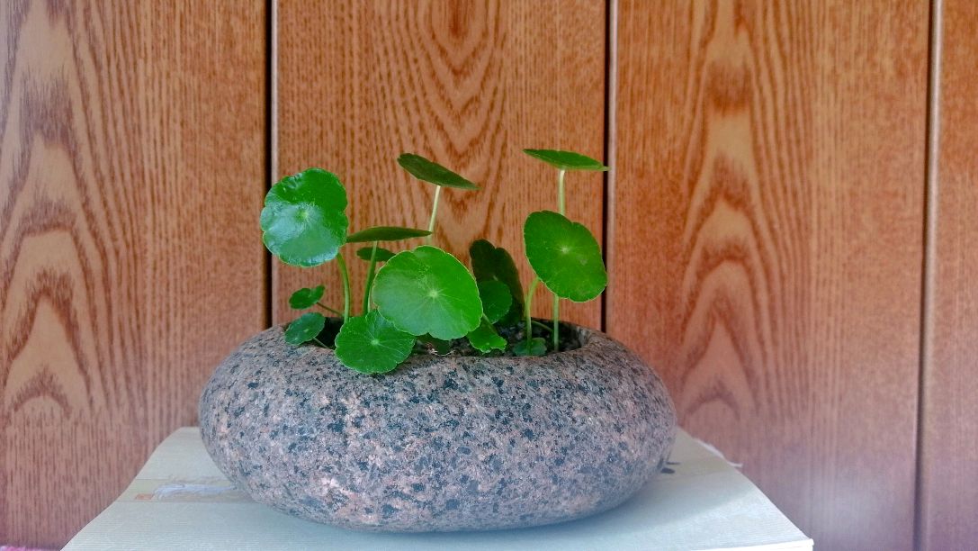 鹅卵石小花盆,老铁带你看完制作全过程