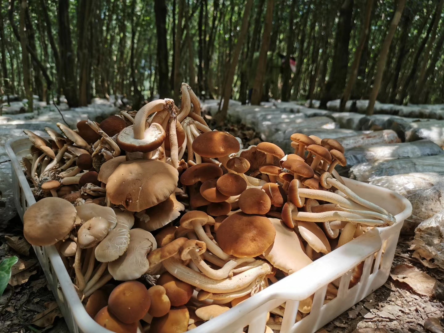 岑巩平庄镇:林下茶树菇 撑起"致富伞"