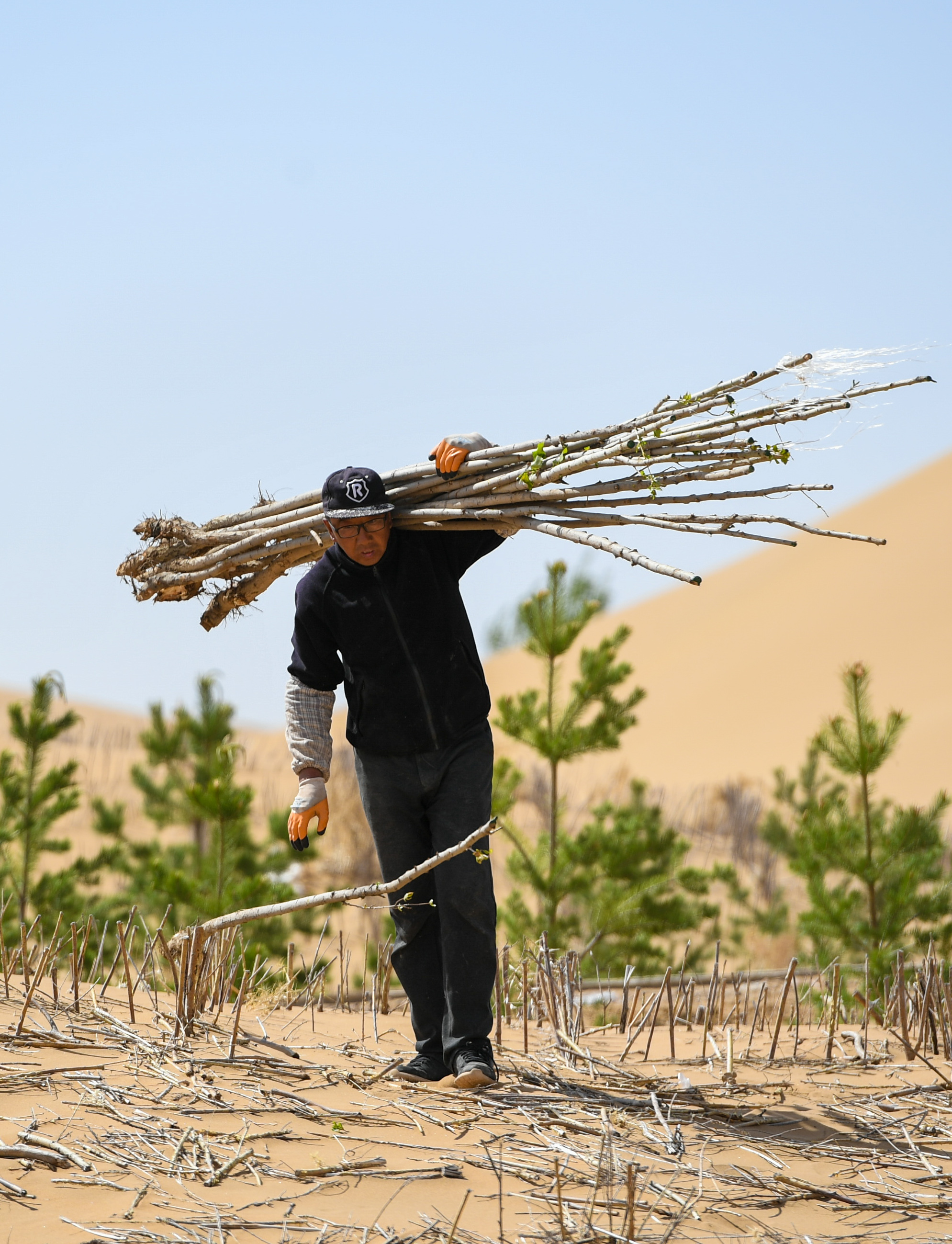 新华社照片,鄂尔多斯(内蒙古),2019年4月26日    库布其沙漠植树忙