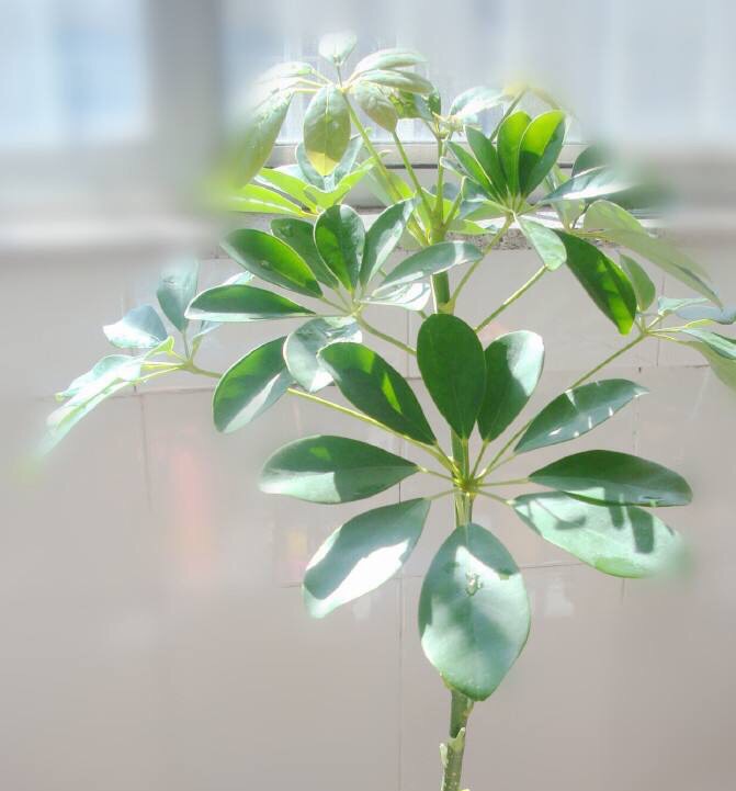 鸭脚木这样插迁,成活率百分百,一个星期就长出白花花的根