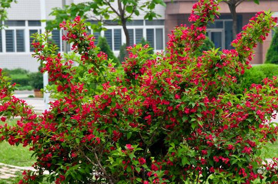 锦带树 - 热门商品专区