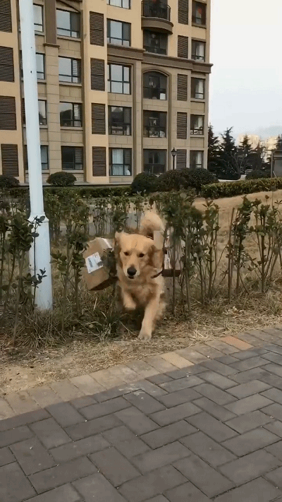 金毛狗狗帮主人拿快递,狗狗半路上绕近道,快递盒子掉了也不管