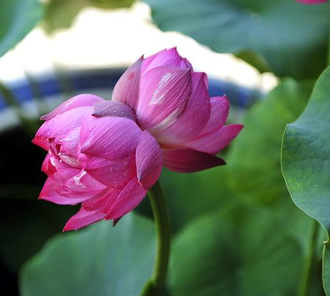 并蒂莲花语(并蒂莲花语和寓意)