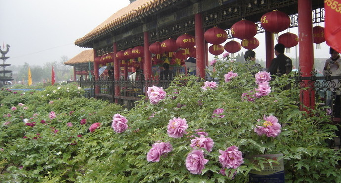 2 阿勒泰·百花园