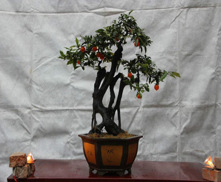 农村里枝头挂金果的金弹子!做成盆景非常漂亮!价格还很贵