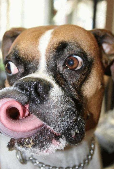 想知道你家狗狗是不是"智障狗",看看它有没有这些表现就好了!