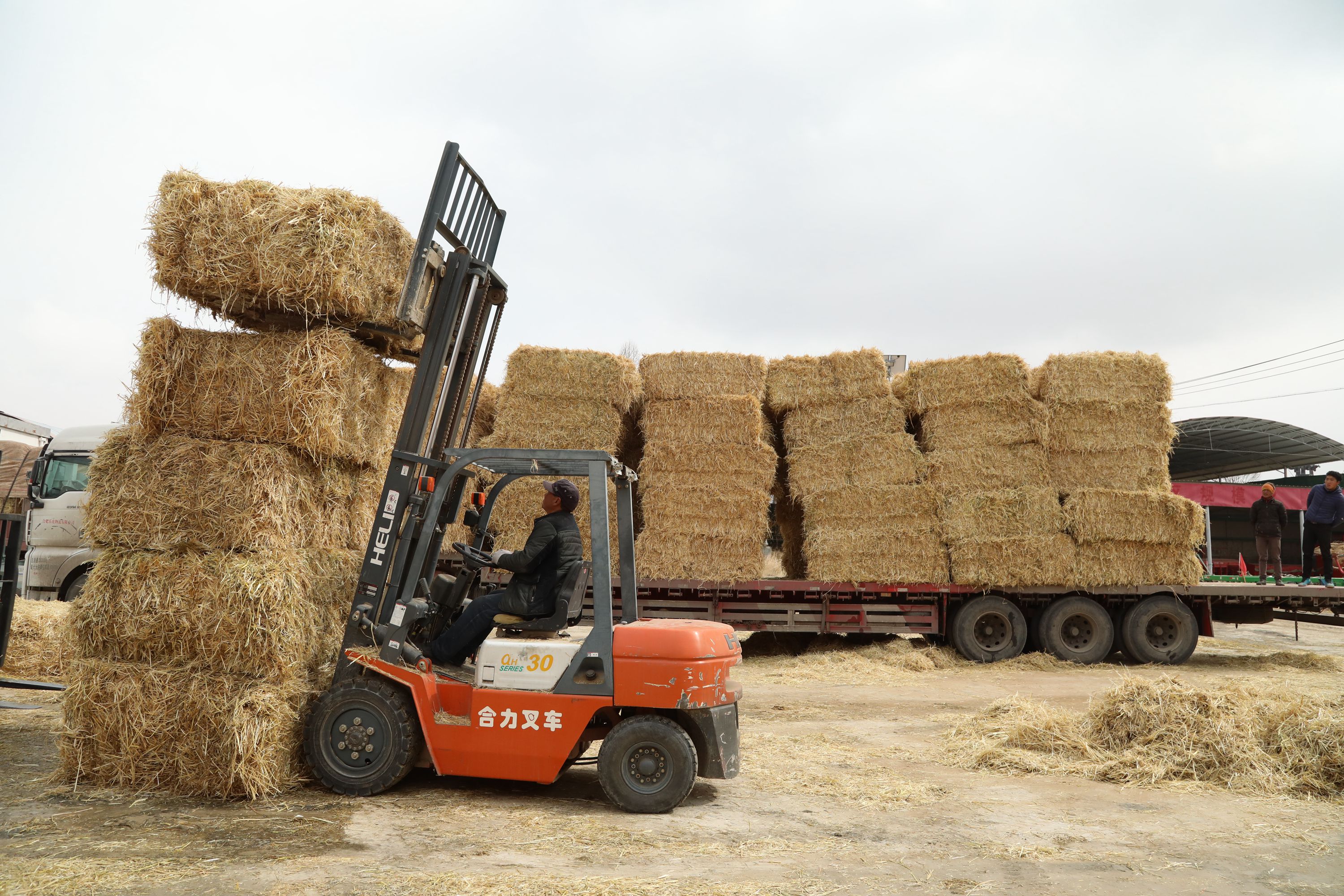 青海:玉树灾区饲草料供应有序进行(2)