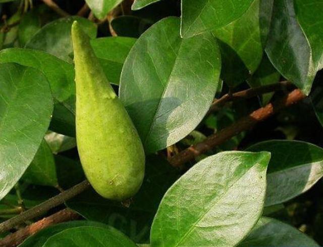 农民头疼的杂草,俗称羊角藤,虽然有毒性,却十分珍贵