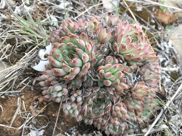 农村的3种"野多肉",到处可见,挖回去盆栽,好看又省钱