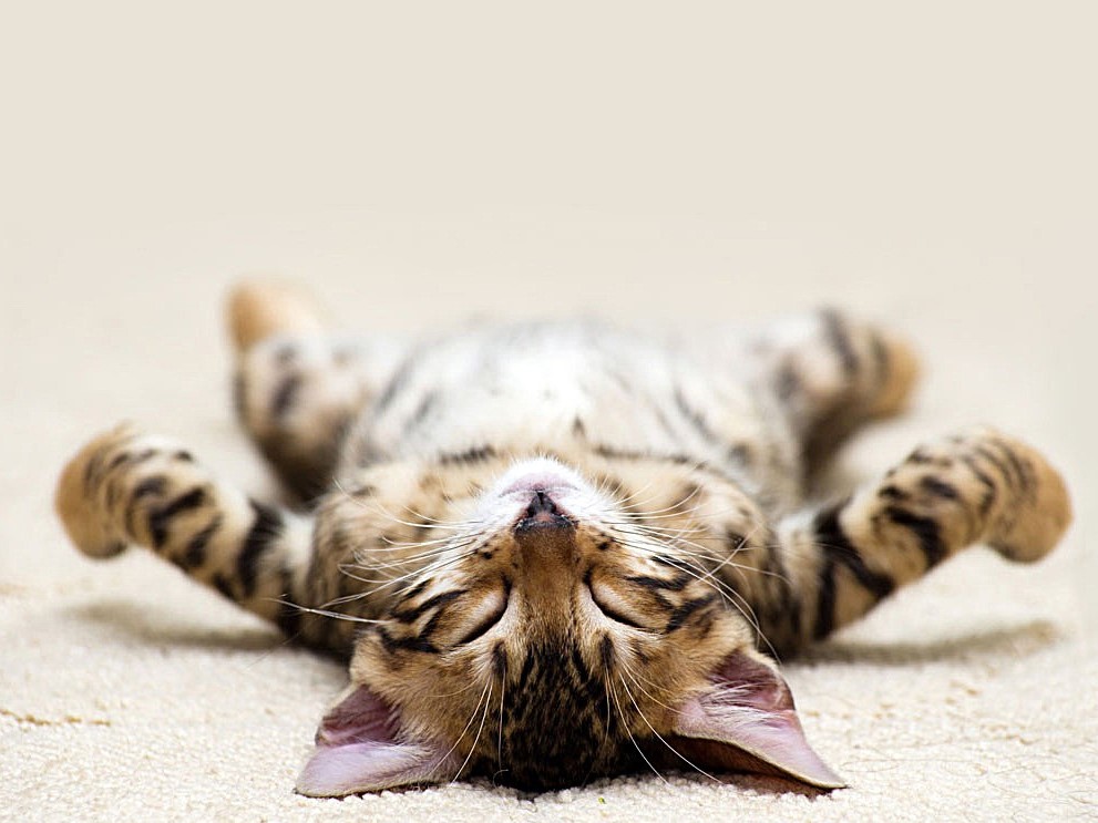 如何训练你的猫躺下来