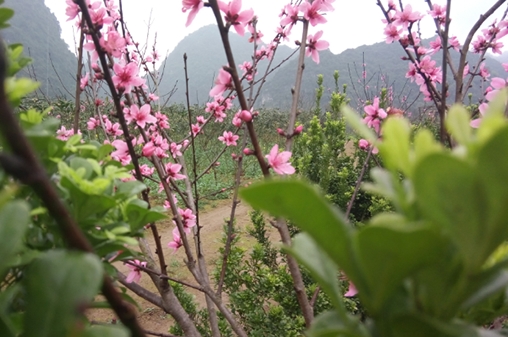 南方三月,我們家的桃花在春風細雨中燦放啦!