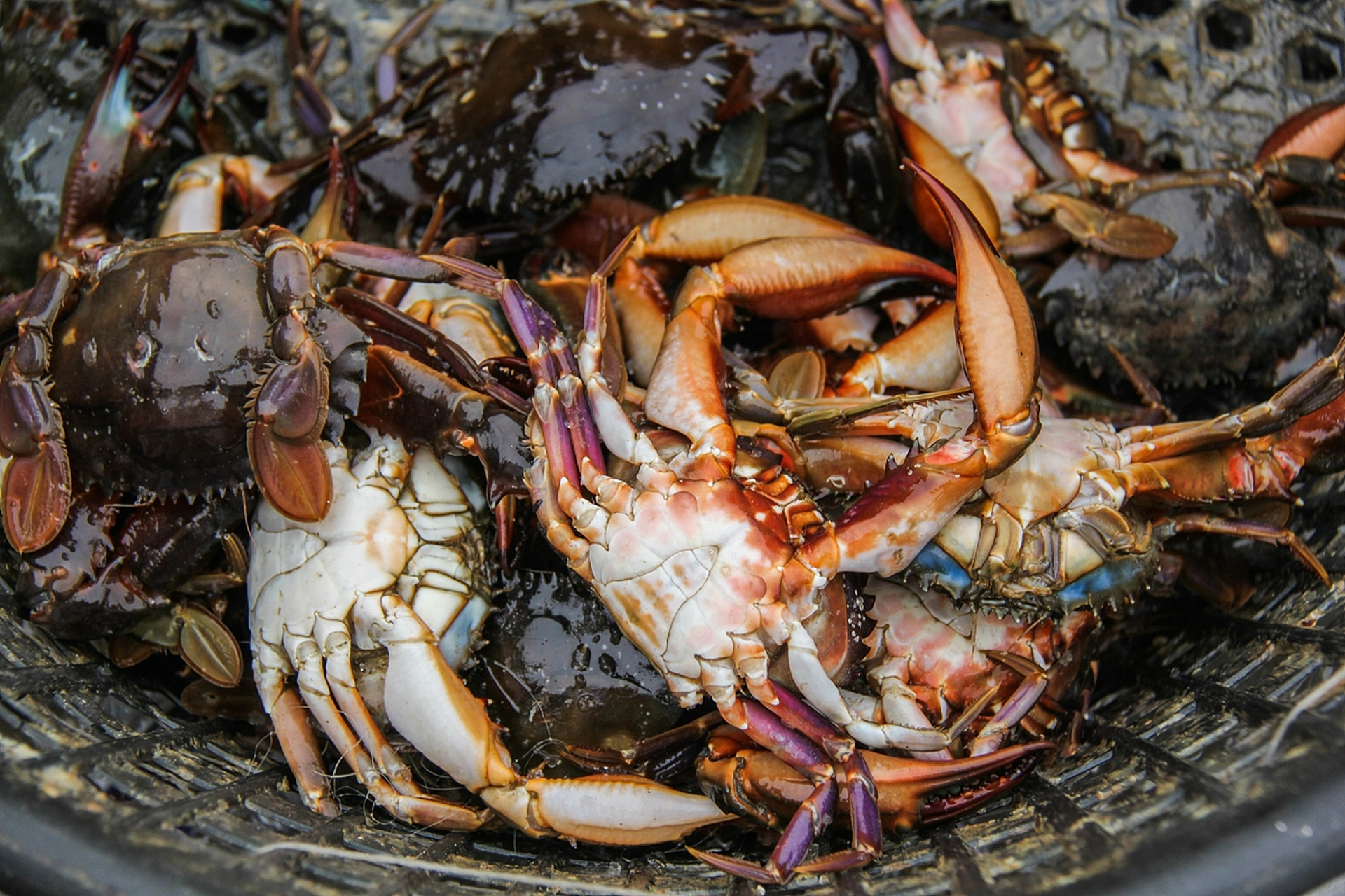 杠杠滴##美好辽宁欢迎您##振兴新突破辽宁杠杠滴# 丹东东港海鲜盛宴