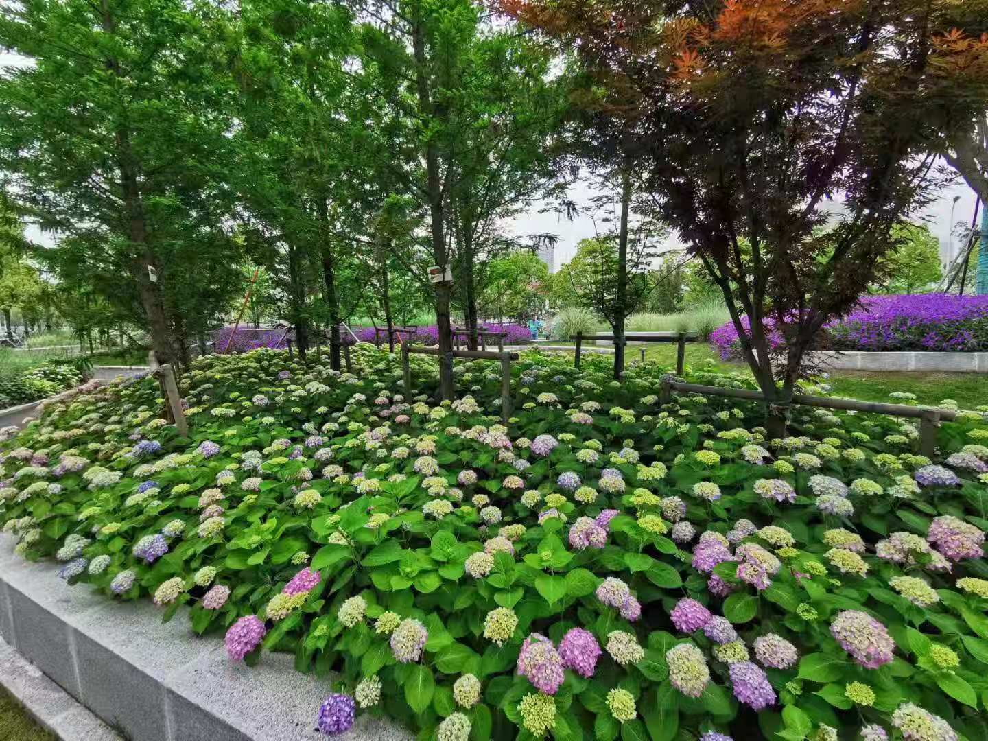 出门即入园,上海建成151座街心花园