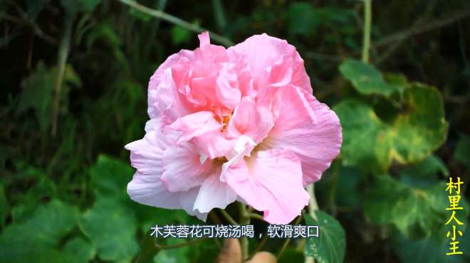 [图]农村常见的木芙蓉花，不仅观赏价值高，花朵还能做美食！