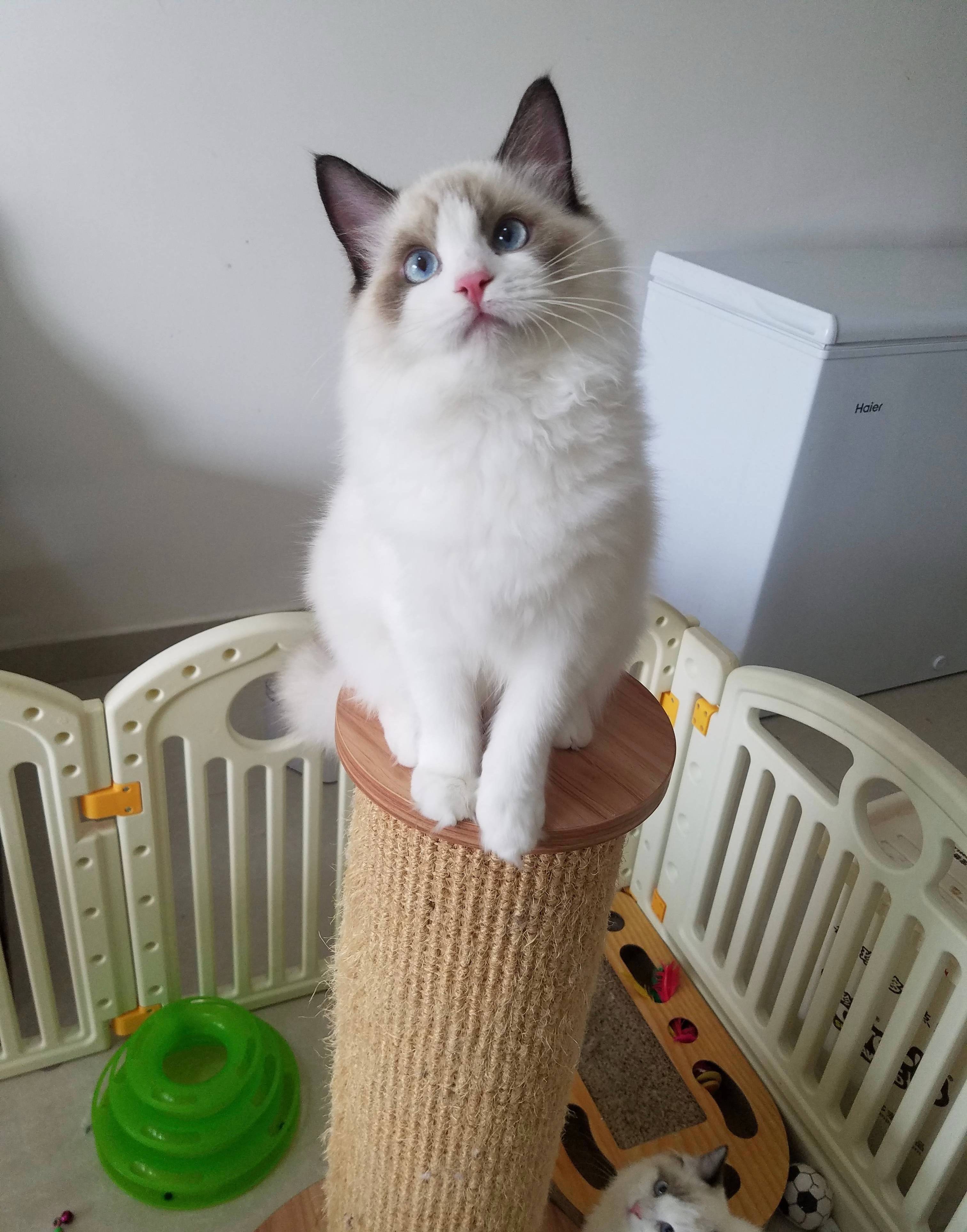 而且不仅仅是布偶猫哪怕是美国短毛猫,英国短毛猫本靠着性格和颜值