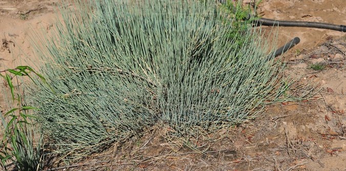 和节节草长得相似,中国实行严格控制,禁止自由买卖