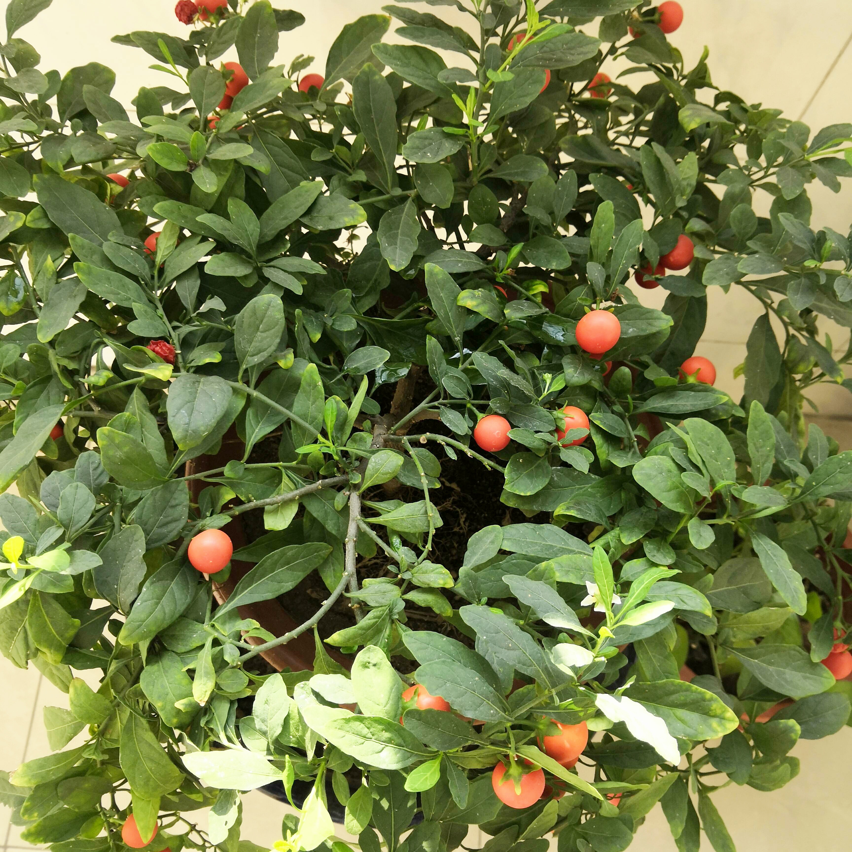 君不见,珊瑚红豆植株来,一树红豆珍珠海.