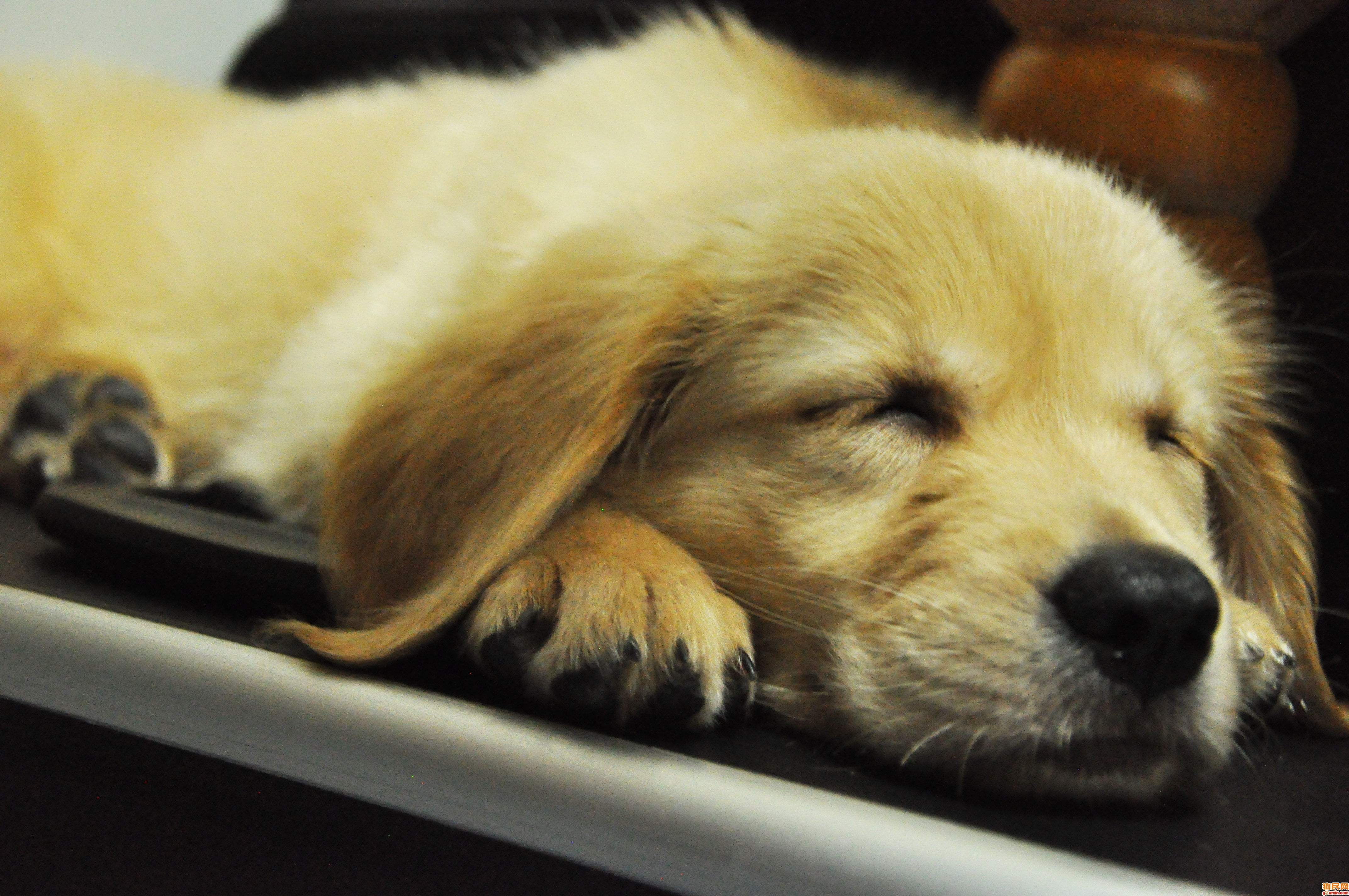 趣味测试:最想养的是哪只狗狗呢,看看你的内心到底有多单纯