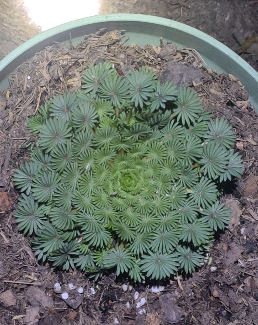 棕榈酢浆草萌芽展叶了