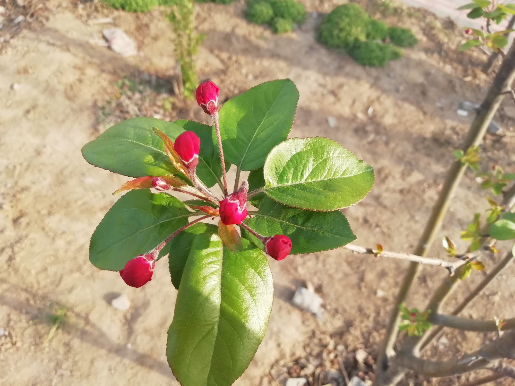 大地回春 百花齐放