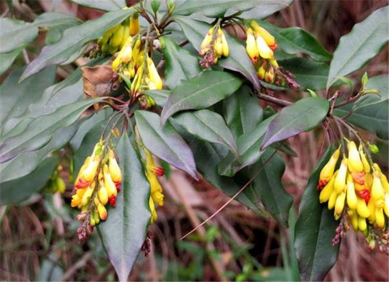 笔者有幸见到观音串还是有一次跟着村里面的老农进山的时候,正好那里