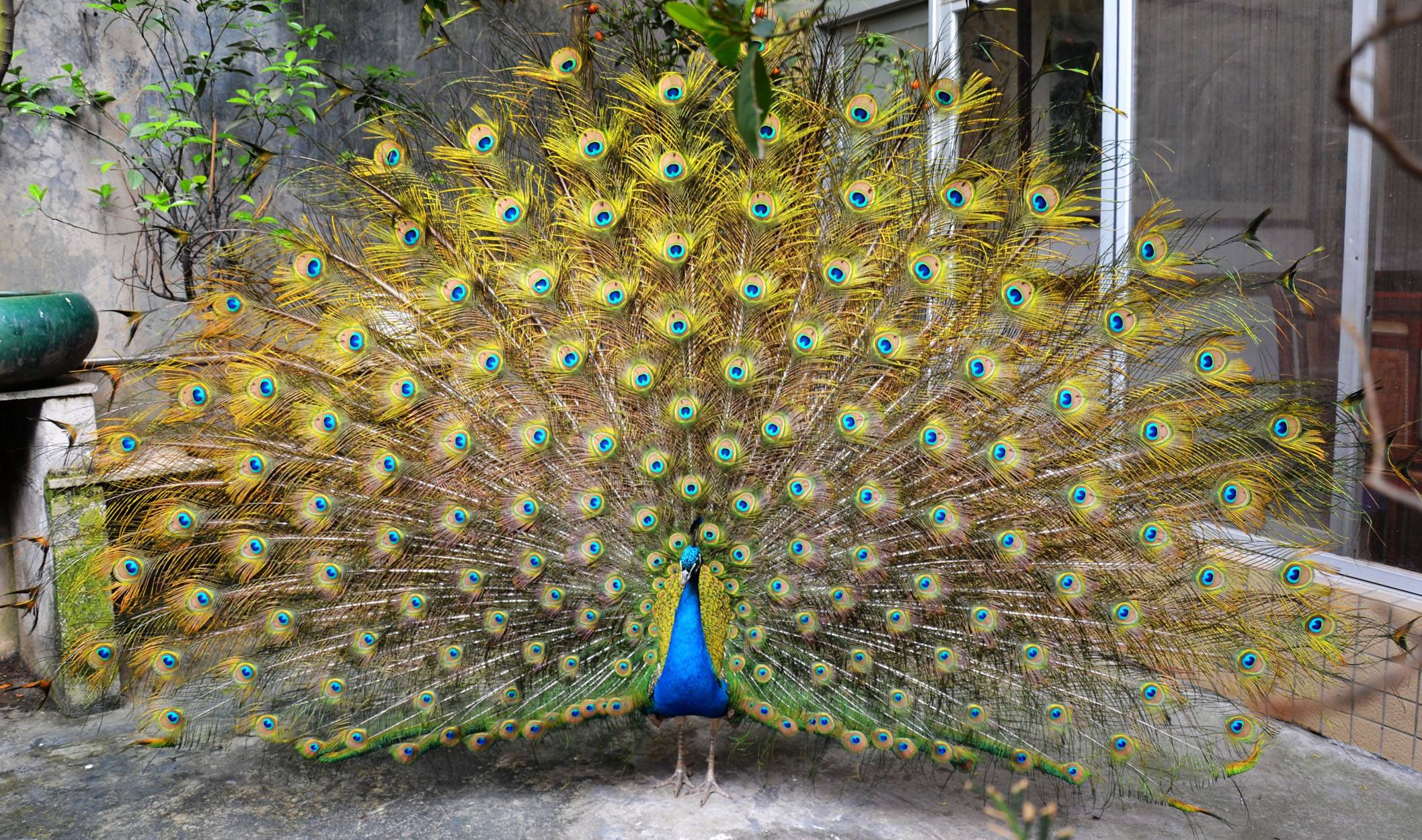 趣味测试:你觉得哪个孔雀最美?测你会在19年谈几次恋爱!
