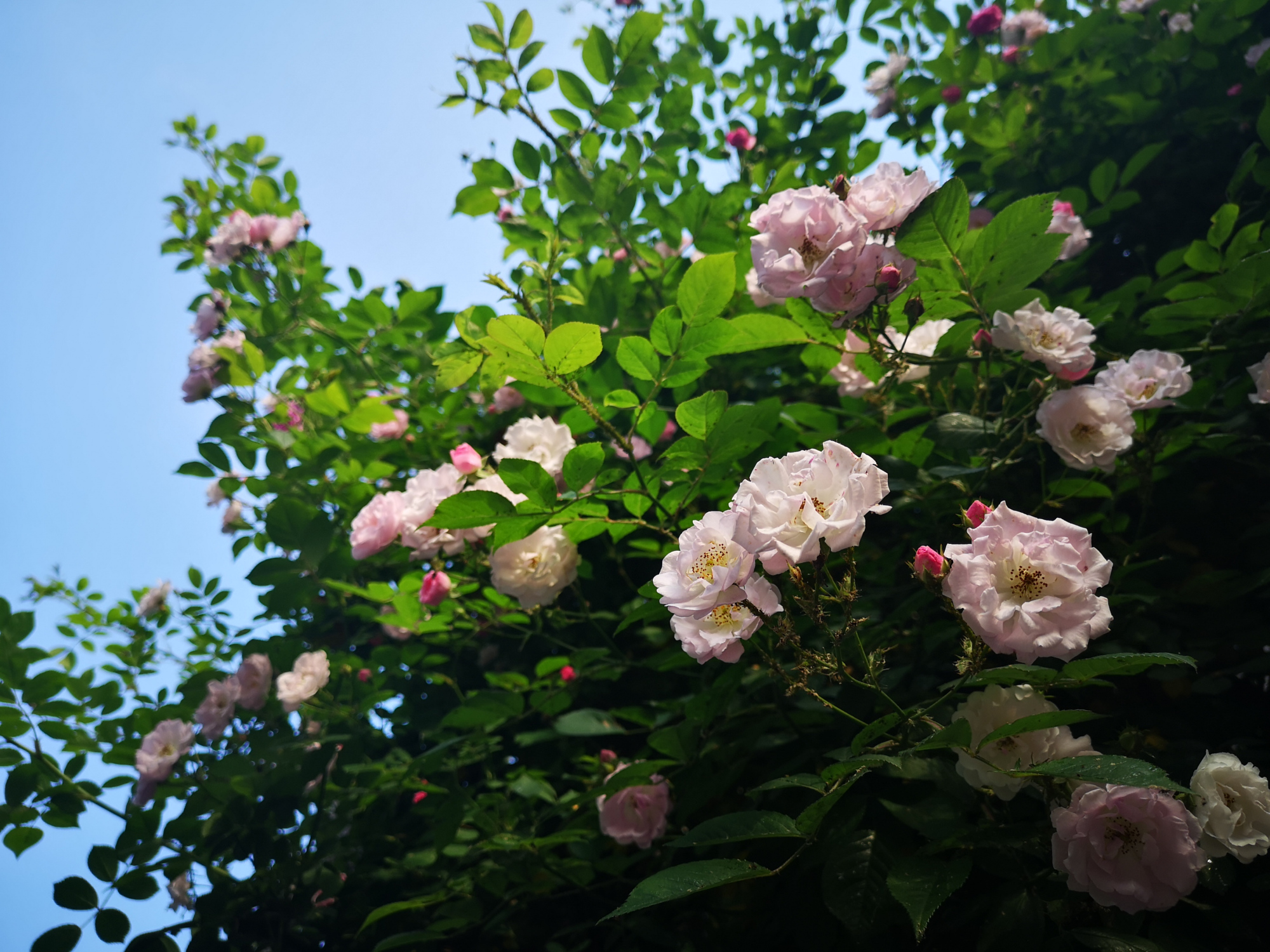 薔薇花盛開的時節