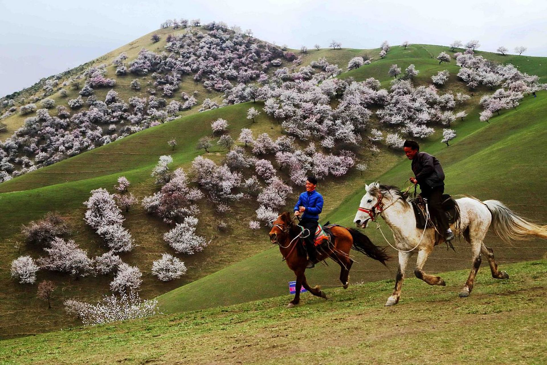 新疆伊犁杏花沟:位于新疆天山北麓,每年春季,这里的杏花盛开,漫山遍野