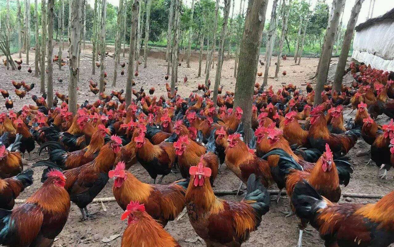 成活率 - 优质问答专区