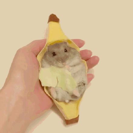 仓鼠版cosplay 穿上各种衣服后,小仓鼠变得更萌了