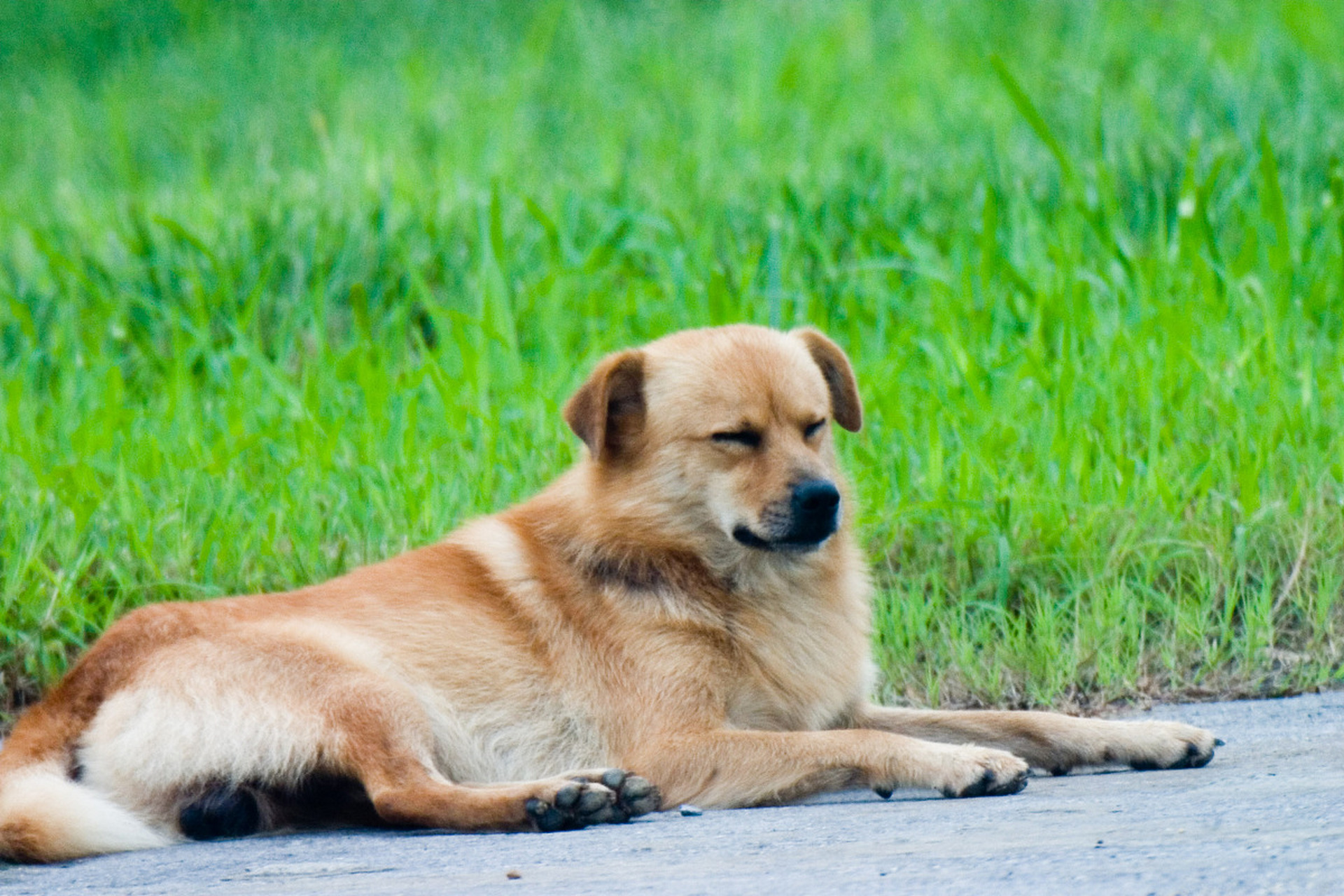 小黄是一只可爱的中华田园犬,它有着独特的黄色毛发,让它看起来格外引