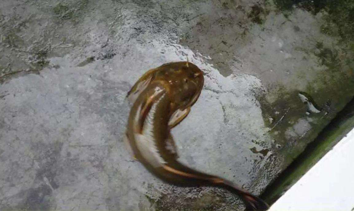 这5种农村最常见的野生鱼,你都还记得吗?网友:超赞!