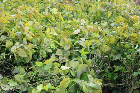 毛豆锈病的症状以及防治时应该注意的事项