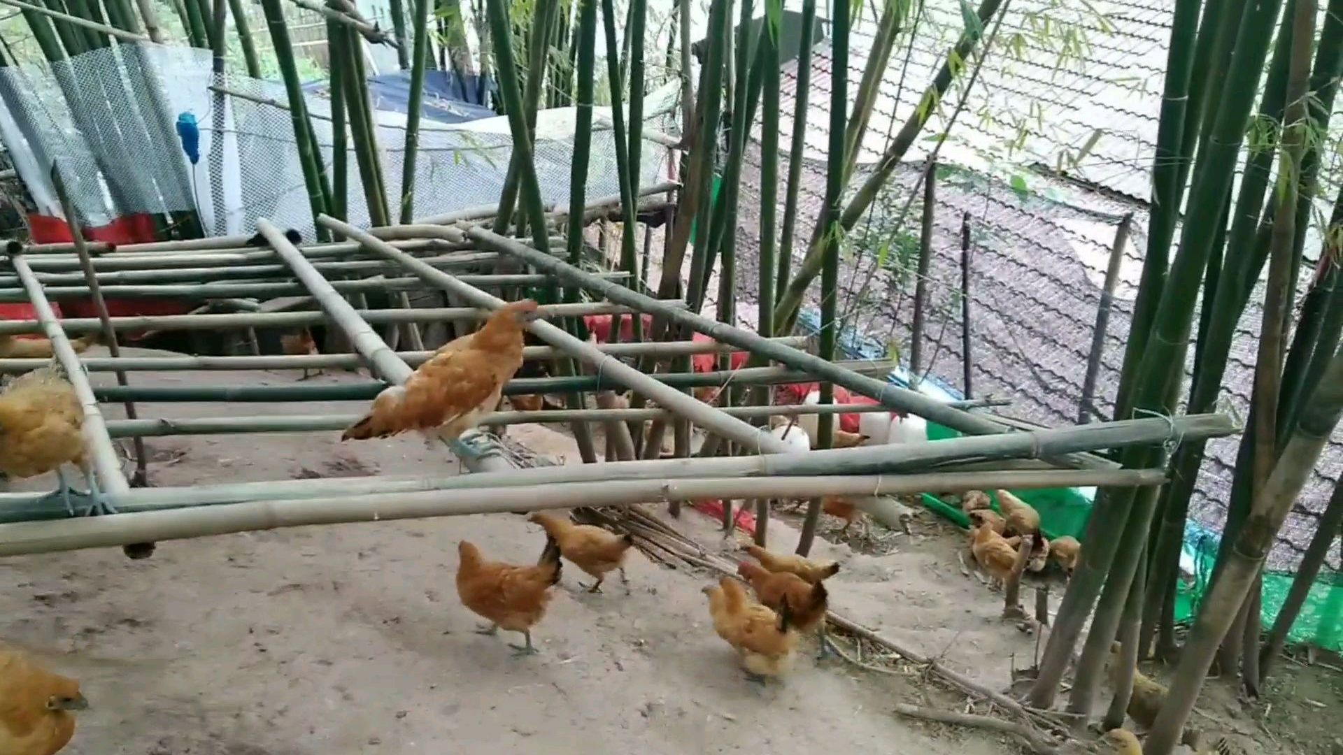 农村小规模创业方案,散养土鸡,关于圈舍该如何选址与修建