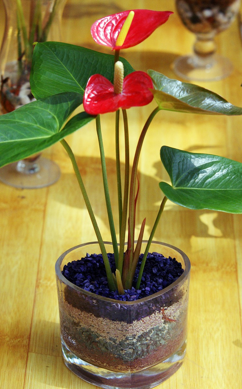 火鹤花,是一种美丽而高雅的花卉,其独特的形态和鲜艳的色彩在花卉世界